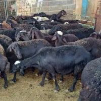 میش قزل افشار