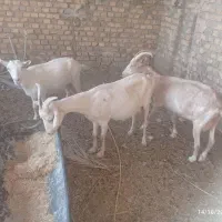 تعدادی بز وکره ویک عدد چپش الپایین|حیوانات مزرعه|میبد, |دیوار