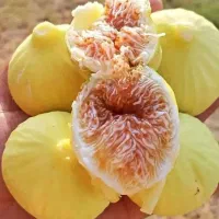 نهال انجیر|گل و گیاه طبیعی|شیراز, ابیوردی|دیوار