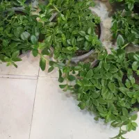 بامبوپتوس سانسوریاهمه قیمت مناسب|گل و گیاه طبیعی|مشهد, کارگران|دیوار