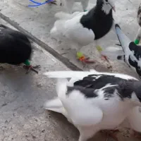 کبوتر