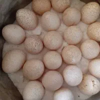 تخم بوقلمون بوربون قرمز|حیوانات مزرعه|سیلاخور, |دیوار