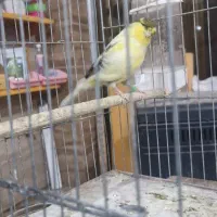 قناری گلاستر|پرنده|جیرفت, |دیوار