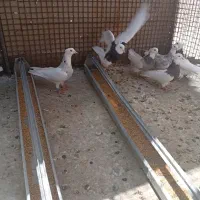 طوقی|پرنده|قروه, |دیوار