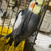 عروس هلندی