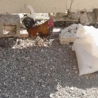 مرغ و خروس|حیوانات مزرعه|سیرجان, |دیوار