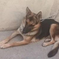 سگ ژرمن|سگ|اهواز, حصیرآباد|دیوار