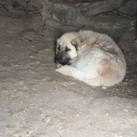 سگ سراب|سگ|داران, |دیوار