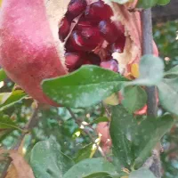 انار درجه یک|عمده‌فروشی|کوهنانی, |دیوار
