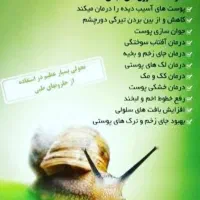 حلزون‌ تخم گذار|خزنده|بم, |دیوار