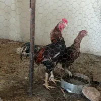 مرغ و خروس