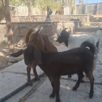 سه عدد بزغاله