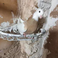 کبوتر طوقی|پرنده|میبد, |دیوار