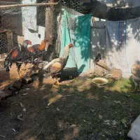 فروش سه عددمرغودوعددخروس نژاد دار لاری|حیوانات مزرعه|امیرکلا, |دیوار