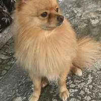 واگذار حیوان خونگی