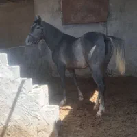 دوسرشجره ۴ قلم سفید آبستن معاوضه هم دارم
