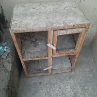 جفت کنی کبوتر