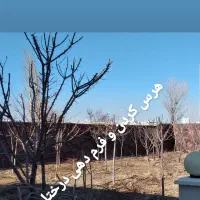 هرس کردن اصولی درخت