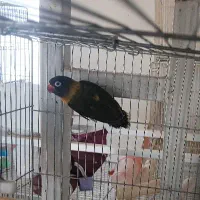 کوتوله ماده بالغ(طوطی برزیلی)|پرنده|اردکان, |دیوار