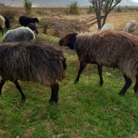 قوچ همو|حیوانات مزرعه|رونیز, |دیوار