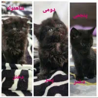 گربه اسکاتیش فولد واسکاتیش پرشین جفت خورده|گربه|بندر انزلی, کوی واحدی|دیوار