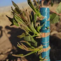 پیوند زنی باغات پسته