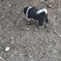 واگذاری قهدریجونی همه چی تموم|سگ|ارسنجان, |دیوار