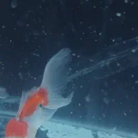 گلدفیش گریدAA|ماهی|قم, علی آباد سعدگان|دیوار