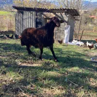 شیشک قوچ همو ( ژن  چند قلوزا )|حیوانات مزرعه|پایین هولار, |دیوار