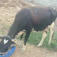 گاو