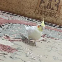 عروس هلندی نر سخنگو