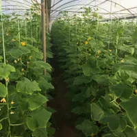 فروش گلخانه مجهز درگرمسارفقط ۱۰۰ کیلومتر تا تهران