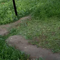 گوسفند