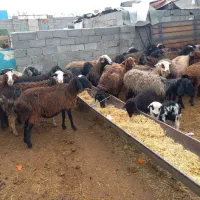 ۵۵راس میش شیشک جوان