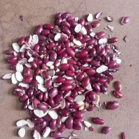 فروش ضایعات حبوبات