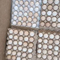 تخم مرغ نطفه دار گلین