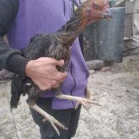 مرغ وخروس لاری|حیوانات مزرعه|تهران, سعیدآباد|دیوار