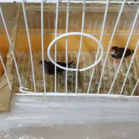 قفس و یک جفت فنج|پرنده|تبریز, |دیوار