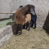 توغلی دمازدیخ