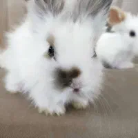 بچه خرگوش لوپ