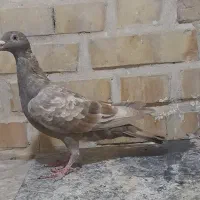سرکه ای ماده
