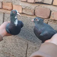 کفتر سبز  کلایی نر پلنگ ماده زاغ دمسفید ماده|پرنده|کرمان, |دیوار