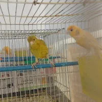 قناری مست بخون|پرنده|مشهد, مهدی آباد (بلوار توس)|دیوار