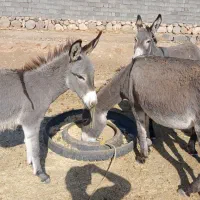 الاغ نر وماده|حیوانات مزرعه|گرمسار, |دیوار