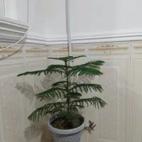فروش گل