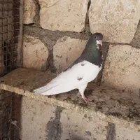 شهری گلدار ماده