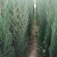 نهال مرکبات و سیاه درخت و ریشه|خدمات باغبانی و درختکاری|شیراز, باغ تخت|دیوار