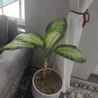 گل وگلدان|گل و گیاه طبیعی|اردکان, |دیوار