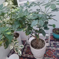 گل شفرا ابلق سرحال و بزرگ با گلدان سرامیکی