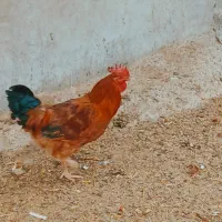 خروس محلی